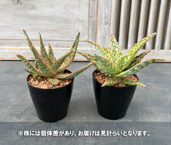 園芸ネット本店｜アロエ：ハイブリッドレッド系（NO.2） 3号 の通販