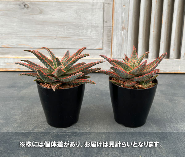 園芸ネット本店｜アロエ：ハイブリッドレッド系（NO.1） 3号 の通販