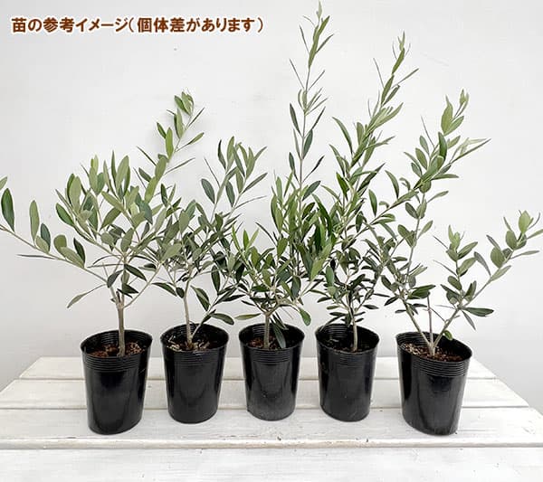 園芸ネット本店｜オリーブ：ペンドリノ3.5号ポット の通販【公式】