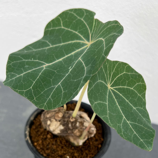 園芸ネット本店｜ステファニア：カウィーサキー 2.5号鉢植え の通販