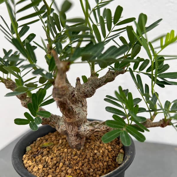 園芸ネット本店｜[ザ・ファームセレクト]センナ：メリディオナリス