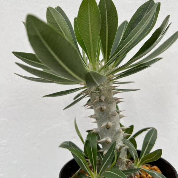 園芸ネット本店｜パキポディウム：ロスラーツム （実生株） 4号鉢植え