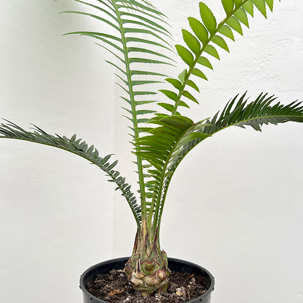 園芸ネット本店｜ディオーン：スピヌロスム 7号硬質ポット の通販【公式】