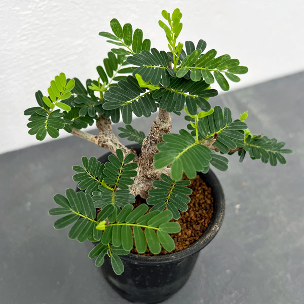 園芸ネット本店｜[ザ・ファームセレクト]センナ：メリディオナリス