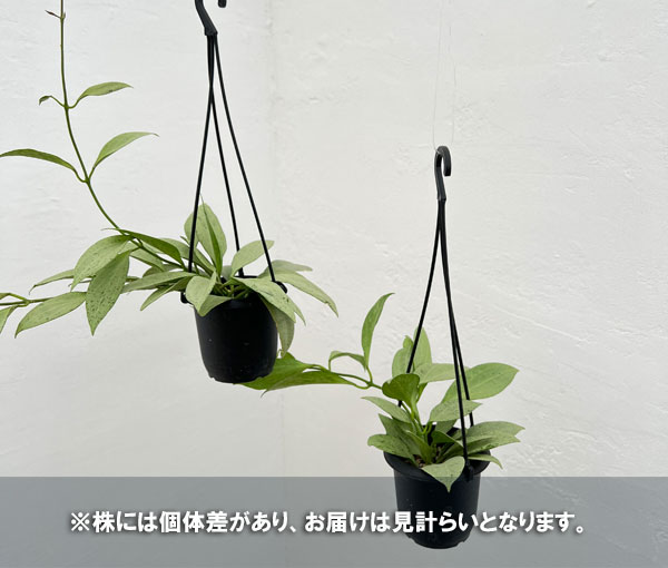 園芸ネット本店｜[ザ・ファームセレクト]ホヤ：ニューギニアゴースト 3