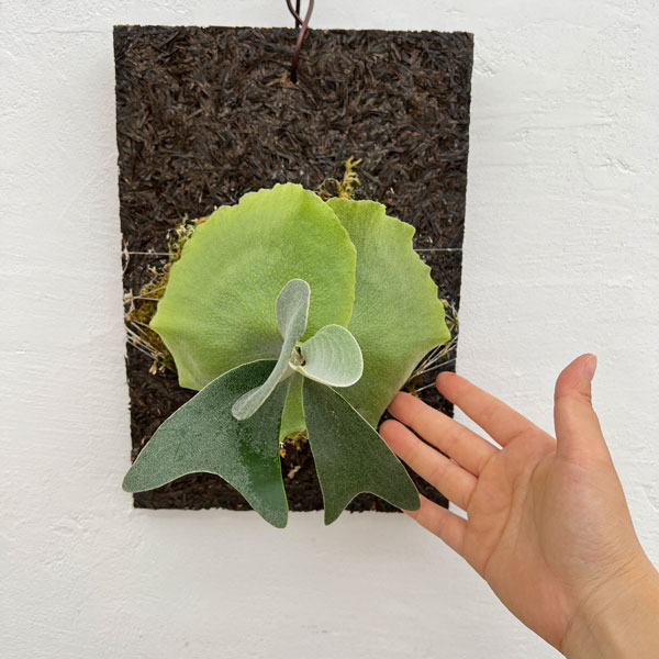 園芸ネット本店｜ビカクシダ（コウモリラン）：ウィリンダ