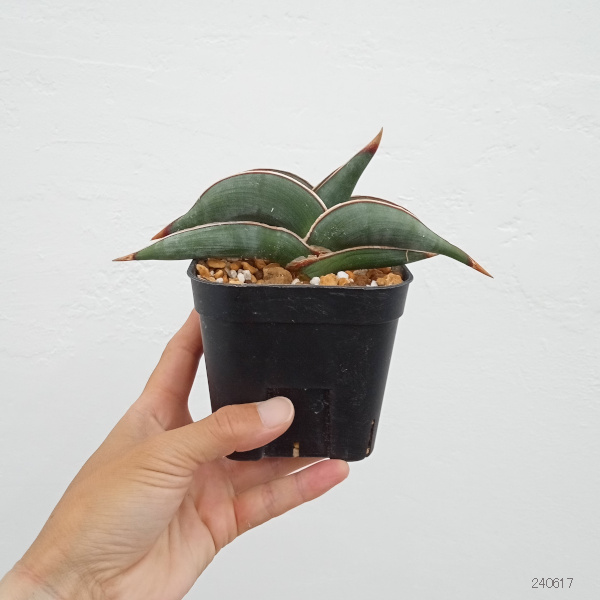 園芸ネット本店｜サンセベリア：ロリダ 3.5号スクエア鉢植え の通販