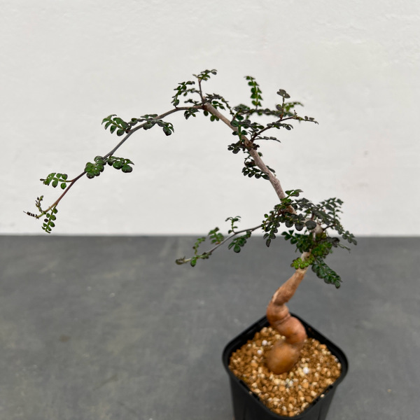 園芸ネット本店｜オペルクリカリア：デカリー （実生株） 3.5号鉢植え