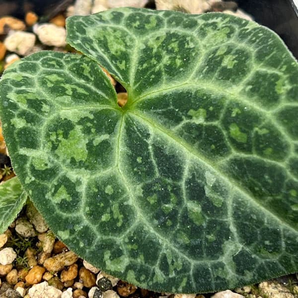 園芸ネット本店｜カンアオイ（寒葵）：皇陽（コウヨウ）3号ポット の