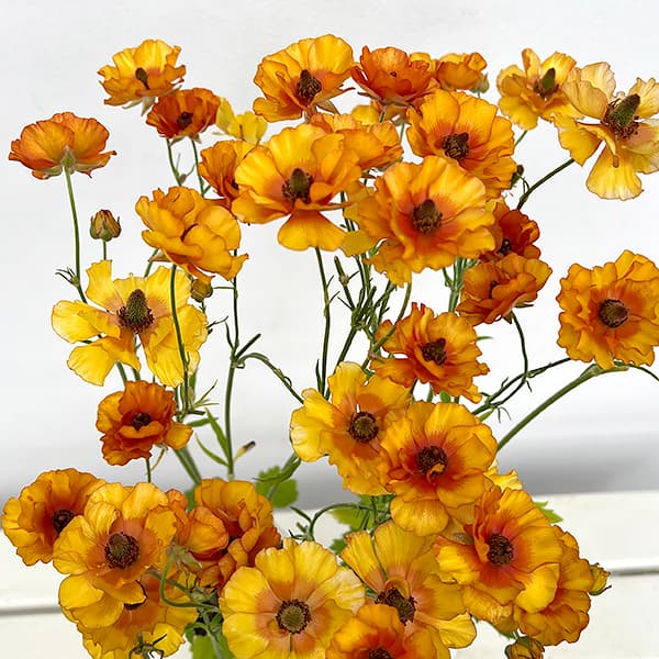 園芸ネット本店｜ラナンキュラス：サラセレネ ラゴス5号鉢植え の通販