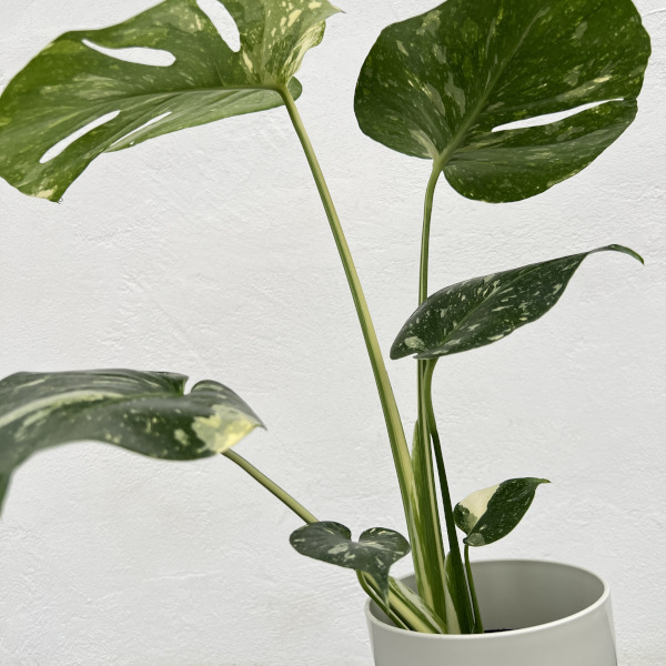 園芸ネット本店｜モンステラ：タイコンステレーション（散斑）4号鉢