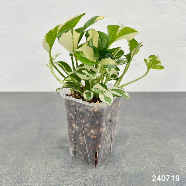 園芸ネット本店｜ポトス：ポトスエンジョイ 3.5号（ネガミエル×ねこ