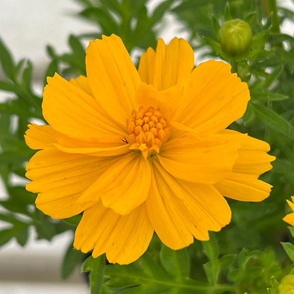 園芸ネット本店｜[送料無料]キバナコスモス(黄花コスモス)：ロード