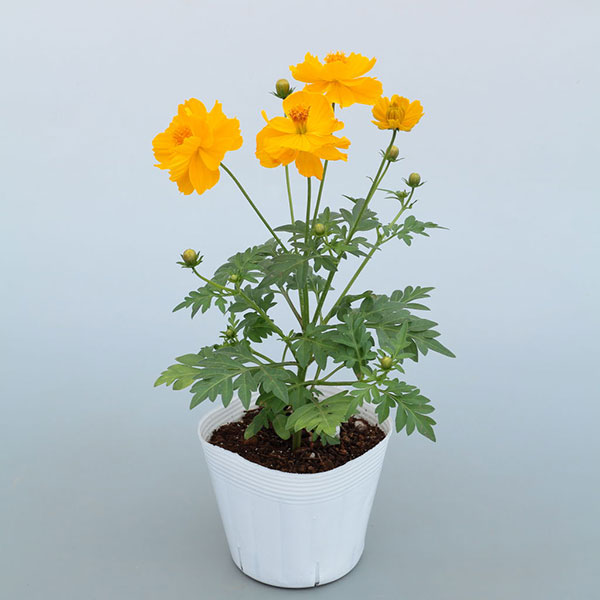 園芸ネット本店｜[送料無料]キバナコスモス(黄花コスモス)：ロード