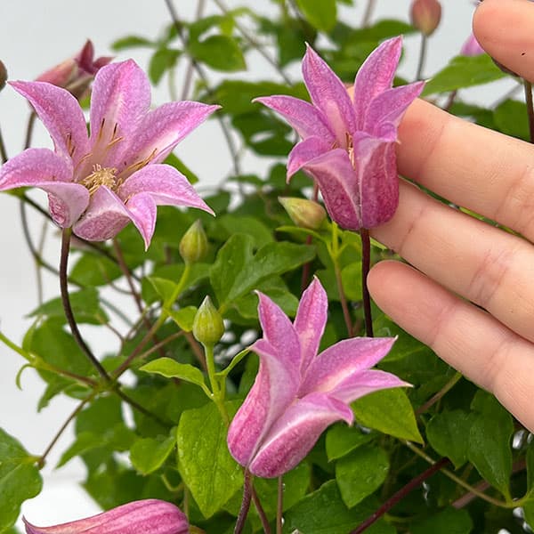 園芸ネット本店｜クレマチス：ミニベル6号鉢植え（テキセンシス系原種