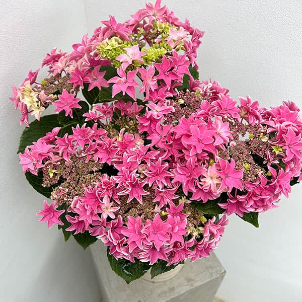 園芸ネット本店｜[春の鉢花予約]アジサイ：月虹（ゲッコウ）ピンク5.5