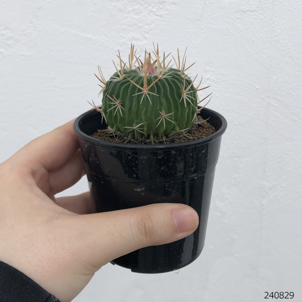 園芸ネット本店｜サボテン：エキノフォスロカクタス 縮玉 2.5号鉢入り