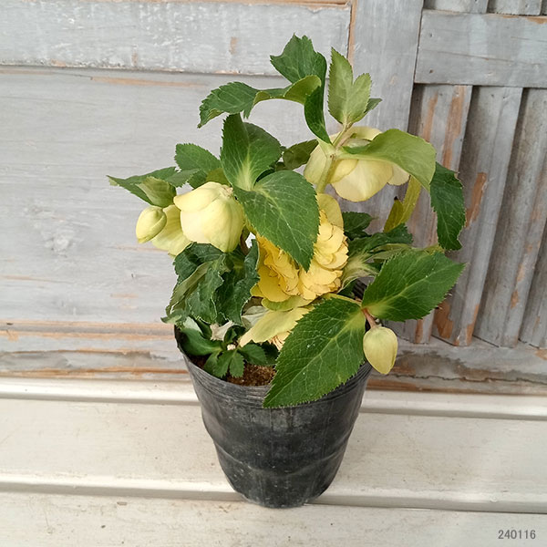 園芸ネット本店｜若泉ファームさんのクリスマスローズ：セミダブル24