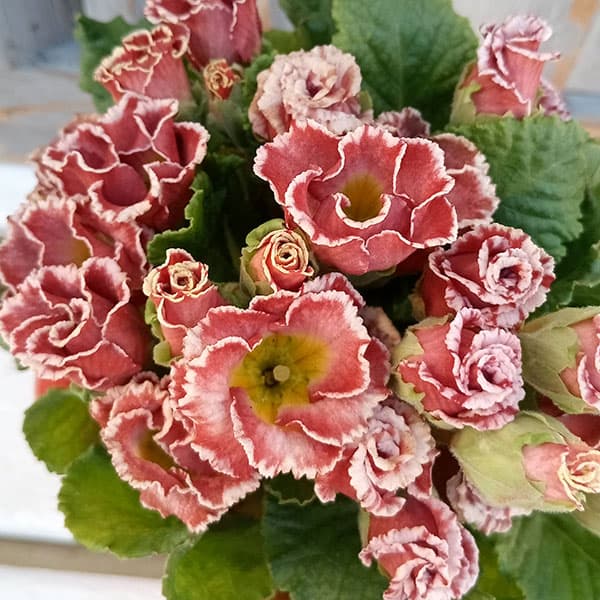 園芸ネット本店｜プリムラ：ジュリアン ショコラ3.5号ポット 6株セット