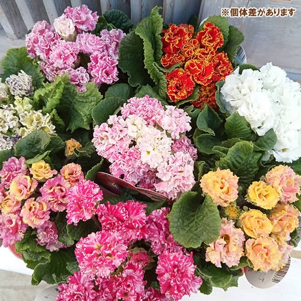 園芸ネット本店｜プリムラ：ジュリアン プレミアムラブ3.5号ポット の