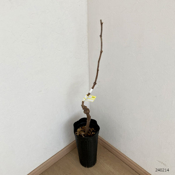 園芸ネット本店｜ブドウ：ナガノパープル接木苗4～5号ポット の通販