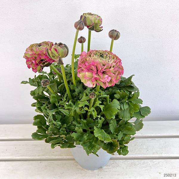 園芸ネット本店｜ラナンキュラス：ポンポン マルヴァ5.5-6号鉢植え の