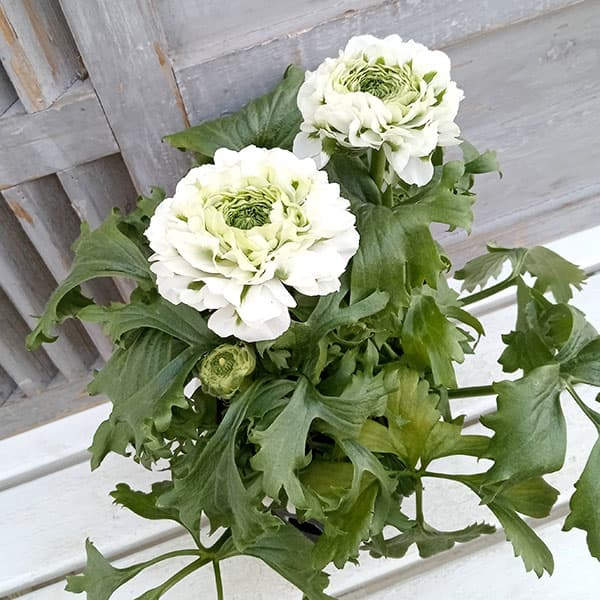 園芸ネット本店｜ラナンキュラス：ポンポン イグルー5.5号鉢植え の