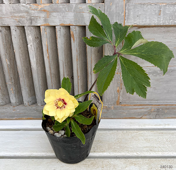 園芸ネット本店｜杉光園芸さんのクリスマスローズ：ダブルゴールド24