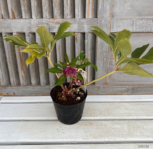 園芸ネット本店｜杉光園芸さんのクリスマスローズ：ダブルゴールド