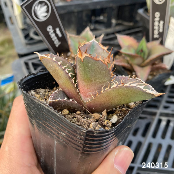 園芸ネット本店｜アガベ：オテロイ 2.5号ポット の通販【公式】