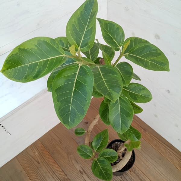 園芸ネット本店｜フィカス：アルテシマ（朴曲げ仕立て） 7号鉢植え の