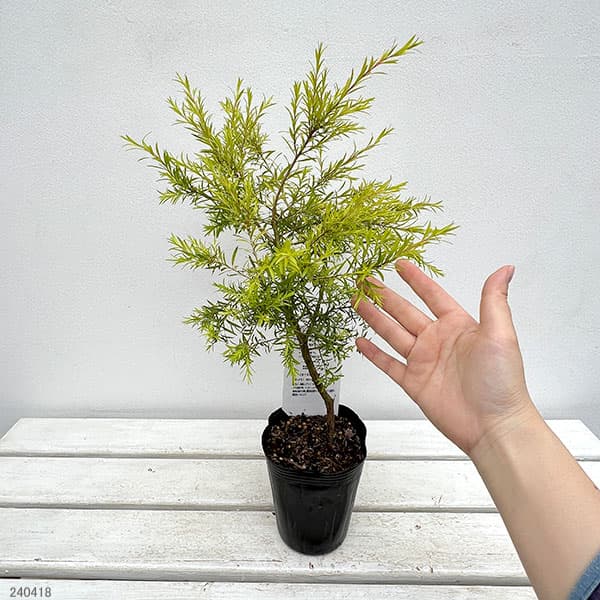 園芸ネット本店｜メラレウカ：レボリューションゴールド4号ポット の