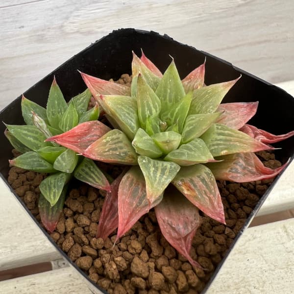 園芸ネット本店｜ハオルチア：姫椿 2.5号鉢植え の通販【公式】