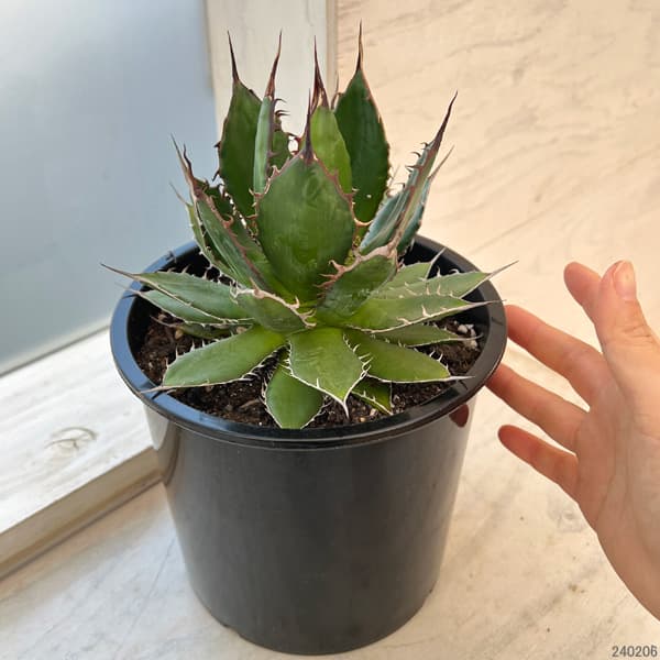 園芸ネット本店｜アガベ：ホリダ 6号鉢植え24-02 の通販【公式】