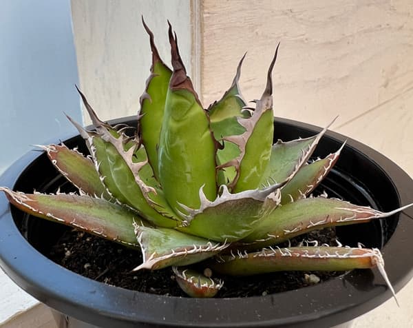 園芸ネット本店｜アガベ：ホリダ 4.5号鉢入り24-02 の通販【公式】