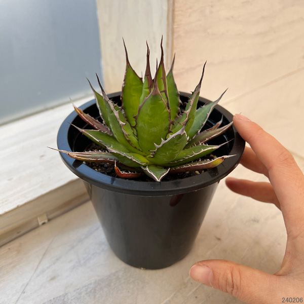 園芸ネット本店｜アガベ：ホリダ 4.5号鉢入り24-01 の通販【公式】