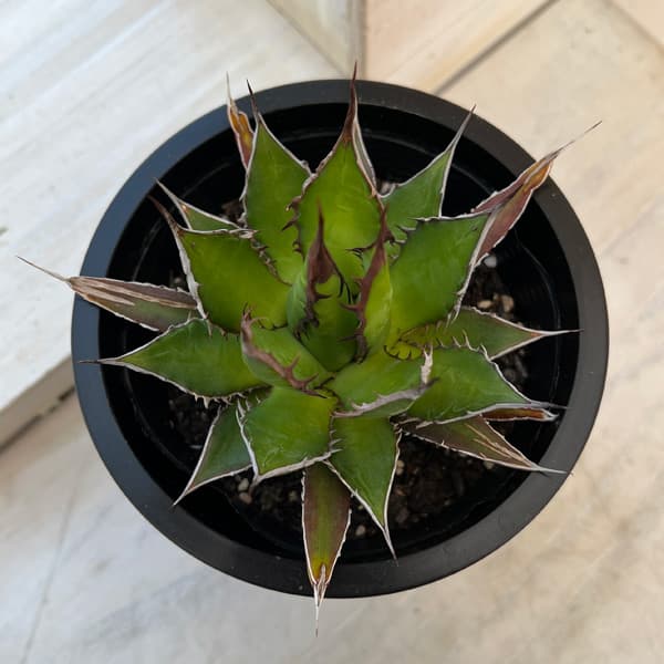 園芸ネット本店｜アガベ：ホリダ 4.5号鉢入り24-01 の通販【公式】