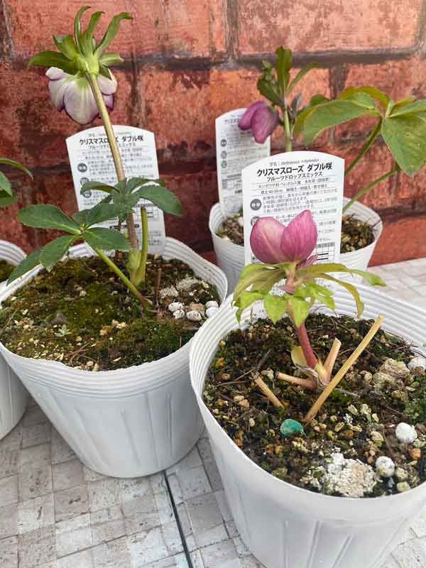 園芸ネット本店｜松村ナーセリーさんのクリスマスローズ：わけあり特価