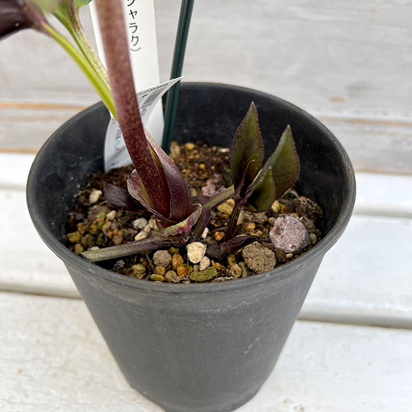 園芸ネット本店｜クリスマスローズ：スウィングダブル24-08写楽／1L