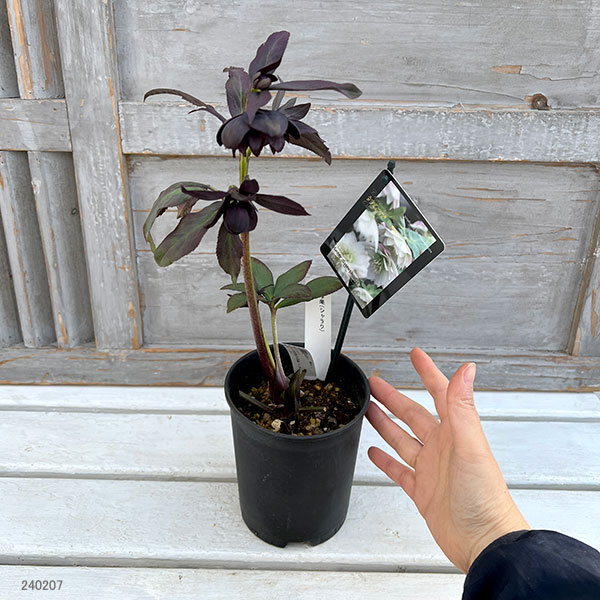 園芸ネット本店｜クリスマスローズ：スウィングダブル24-08写楽／1L