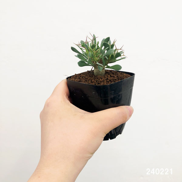 園芸ネット本店｜オトンナ：ユーフォルビオイデス（黒鬼城） 2.5号