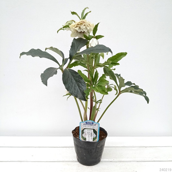 園芸ネット本店｜杉光園芸さんのクリスマスローズ：多弁系24-04