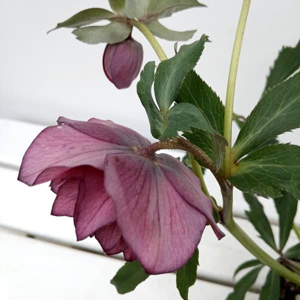 園芸ネット本店｜杉光園芸さんのクリスマスローズ：多弁系24-08レッド