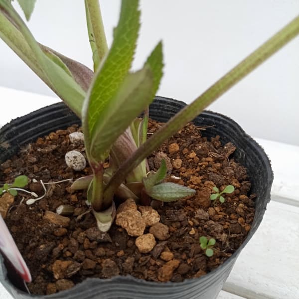 園芸ネット本店｜杉光園芸さんのクリスマスローズ：多弁系24-08レッド