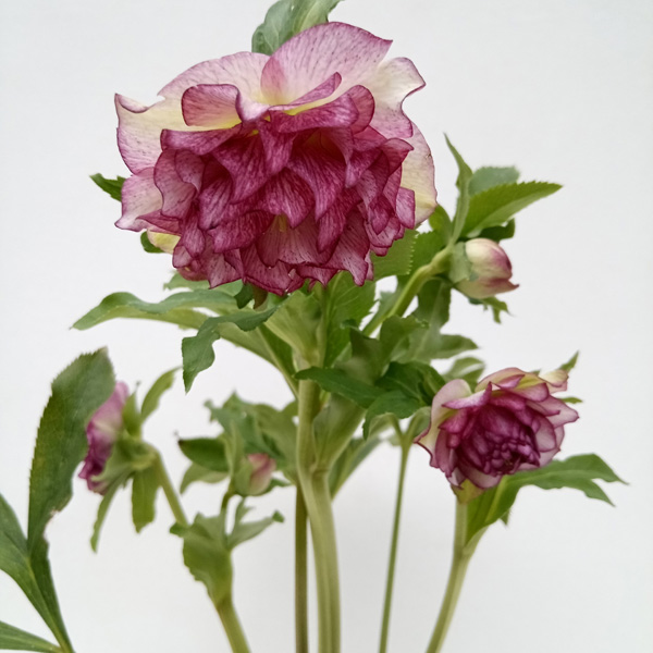 園芸ネット本店｜杉光園芸さんのクリスマスローズ：多弁系24-06