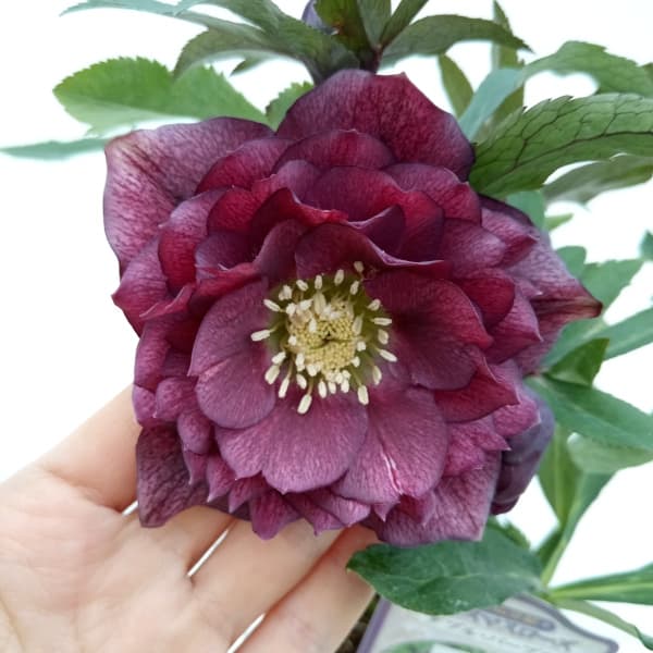 園芸ネット本店｜杉光園芸さんのクリスマスローズ：多弁系24-15