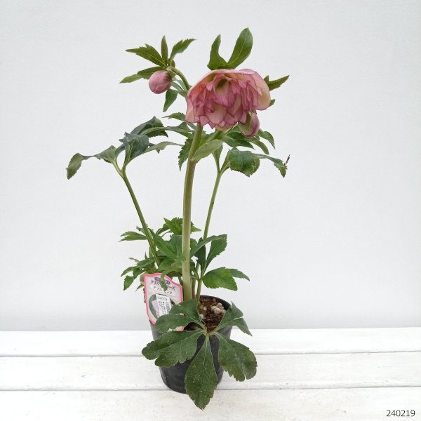 園芸ネット本店｜杉光園芸さんのクリスマスローズ：多弁系24-29ピンク