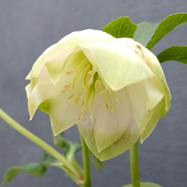 園芸ネット本店｜曽田園芸さんのクリスマスローズ：24-04利休かすり／4