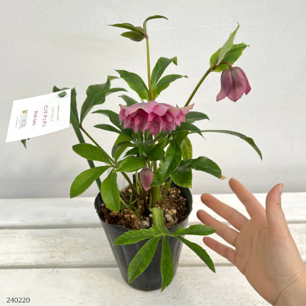 園芸ネット本店｜花郷園さんのクリスマスローズ：24-16ピンクチュチュ