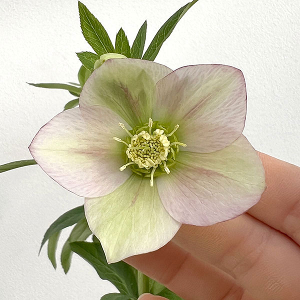 園芸ネット本店｜花郷園さんのクリスマスローズ：24-23リグリクス交配